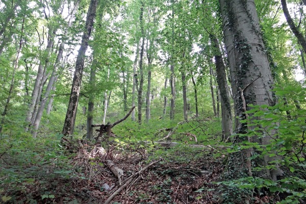 FSC Wald CG FSC Wald CG