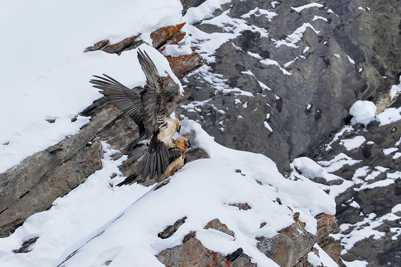 Der junge Naturfotograf Daniel Kühler konnte ein Bartgeier-Paar auf der Gemmi stundenlang beobachten. So gelang auch das einzigartige Bild einer Paarung im Freiland. © Daniel Kühler (alle) Der junge Naturfotograf Daniel Kühler konnte ein Bartgeier-Paar auf der Gemmi stundenlang beobachten. So gelang auch das einzigartige Bild einer Paarung im Freiland. © Daniel Kühler (alle)