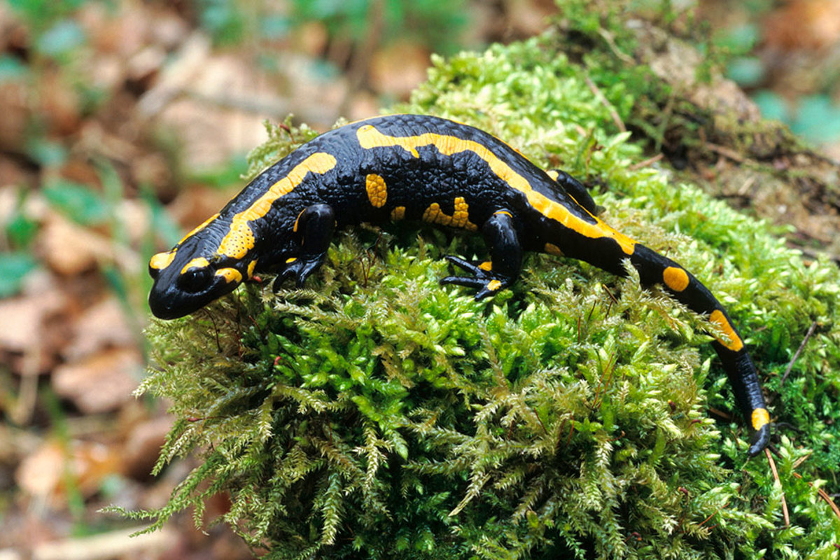 Wald Feuersalamander Dieterhopf
