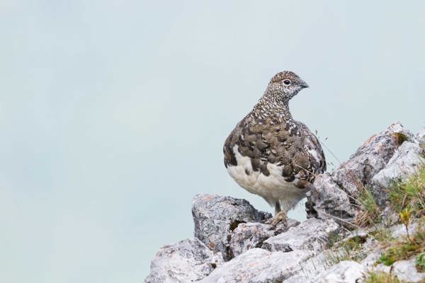 Alpenschneehuhn Rock Ptarmigan Lagopus Muta Ssp. Helvetica, Germany, Adult Male RM 130812 MG 1170 Alpenschneehuhn Rock Ptarmigan Lagopus Muta Ssp. Helvetica, Germany, Adult Male RM 130812 MG 1170