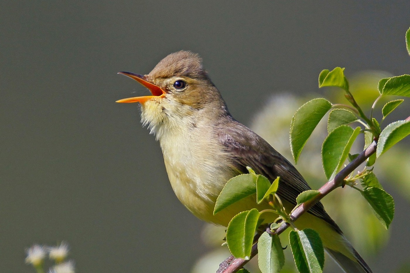 Aus voller Kehle singt dieser Orpheusspötter – und lässt sich dank seines Gesangs eindeutig vom Gelbspötter unterscheiden. © Ruedi Aeschlimann Aus voller Kehle singt dieser Orpheusspötter – und lässt sich dank seines Gesangs eindeutig vom Gelbspötter unterscheiden. © Ruedi Aeschlimann