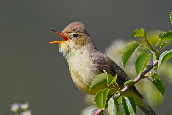OS 2 Ruedi Aeschlimann OS 2 Ruedi Aeschlimann