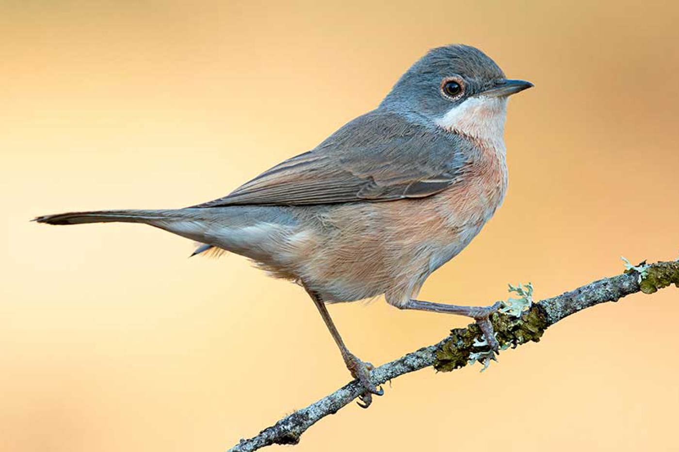 Weibliche «Weissbartgrasmücken» ähneln den Dorngrasmücken (siehe Text). © J. C. Martinez Salvadores/mauritius Weibliche «Weissbartgrasmücken» ähneln den Dorngrasmücken (siehe Text). © J. C. Martinez Salvadores/mauritius