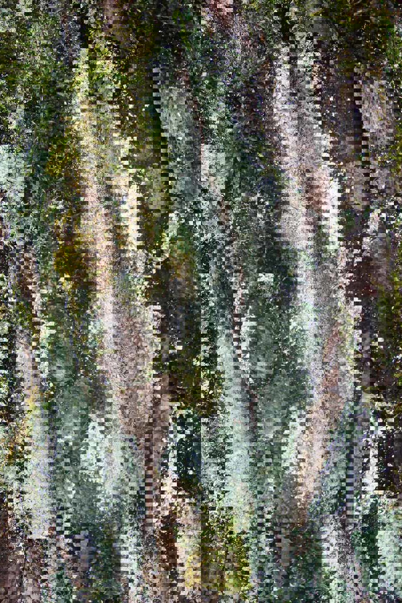 Wald Flechteinrinde DSC09140