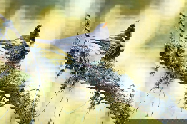 RI Ringdrossel RM 190523 D4 1172 NEU RI Ringdrossel RM 190523 D4 1172 NEU