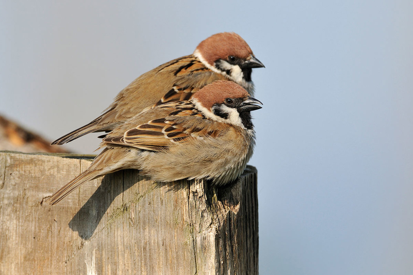 Der Feldsperling: So unspektakulär und doch so hübsch. © Alain Saunier Der Feldsperling: So unspektakulär und doch so hübsch. © Alain Saunier