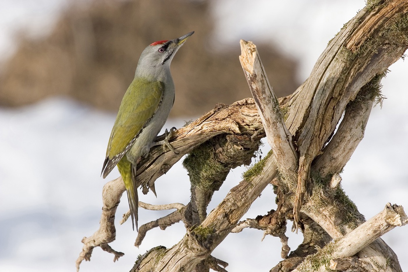 Der Bestand des Grauspechts ist weiter deutlich zurückgegangen. Die Art gilt heute als stark gefährdet. © Dieter Hopf Der Bestand des Grauspechts ist weiter deutlich zurückgegangen. Die Art gilt heute als stark gefährdet. © Dieter Hopf
