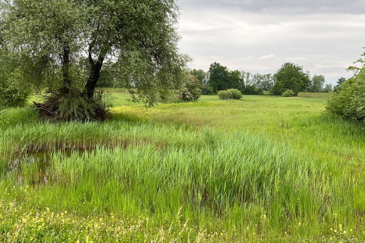 Die Ökologische Infrastruktur ist die grösste Chance für den langfristigen Erhalt der Biodiversität in der Schweiz. Im Bild das Naturschutzgebiet Schoren Schachen bei Mühlau (AG). © Stefan Bachmann Die Ökologische Infrastruktur ist die grösste Chance für den langfristigen Erhalt der Biodiversität in der Schweiz. Im Bild das Naturschutzgebiet Schoren Schachen bei Mühlau (AG). © Stefan Bachmann