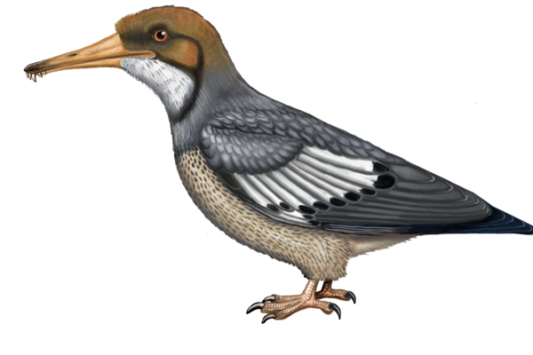 ME LONGIPTERYX ME LONGIPTERYX