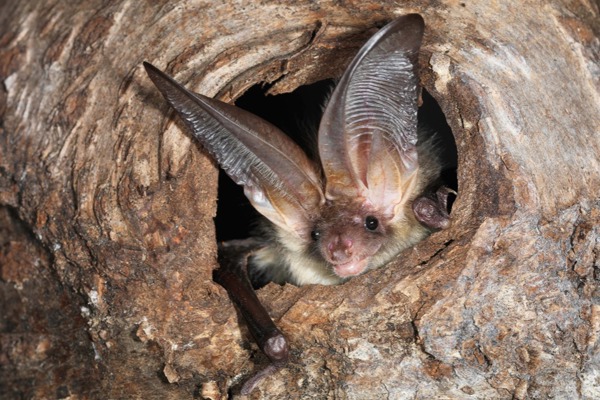 FM1 Plecotus Auritus B4505111 FM1 Plecotus Auritus B4505111