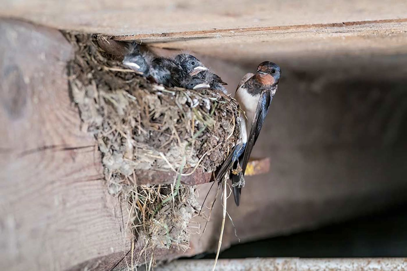 Wo Schwalben brüten, können sich Kühe und Bauern freuen. © Marcel Burkhardt Wo Schwalben brüten, können sich Kühe und Bauern freuen. © Marcel Burkhardt