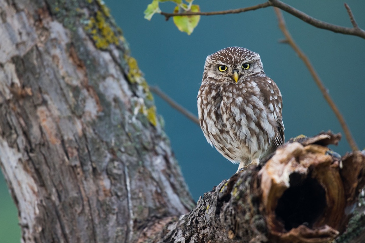 Dank der hartnäckigen Arbeit des BirdLife-Netzwerks brütet der Steinkauz wieder in der Nordwestschweiz. © Martin Becker Dank der hartnäckigen Arbeit des BirdLife-Netzwerks brütet der Steinkauz wieder in der Nordwestschweiz. © Martin Becker