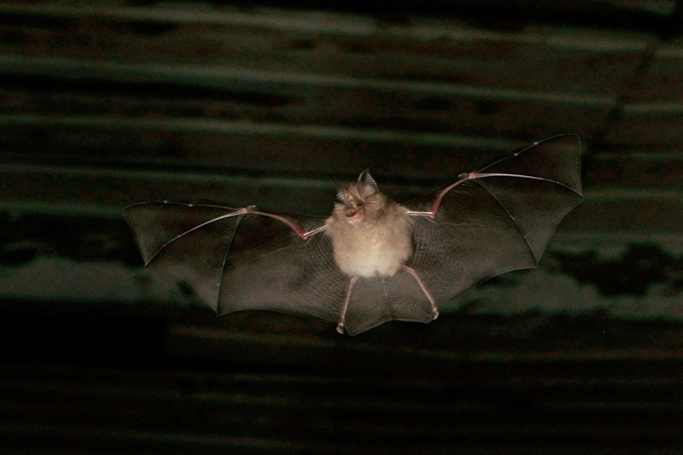 Die Kleine Hufeisennase ist auf geeignete Flugkorridore angewiesen. © Marko König Die Kleine Hufeisennase ist auf geeignete Flugkorridore angewiesen. © Marko König
