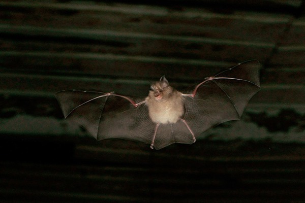 FM2 Koenig Kleine Hufeisennase FM2 Koenig Kleine Hufeisennase