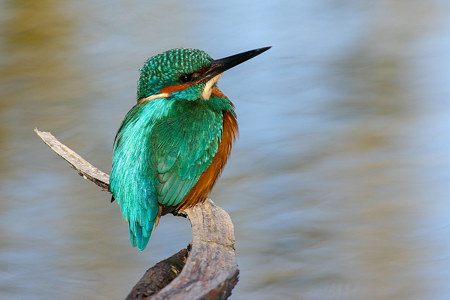 Seit 10 Jahren ein Erfolg