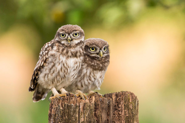 Steinkauz Wittlich 0364 Steinkauz Wittlich 0364