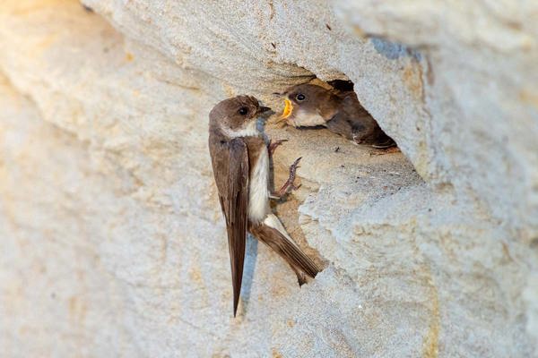 Uferschwalbe OM1X0868 Schaef Uferschwalbe OM1X0868 Schaef