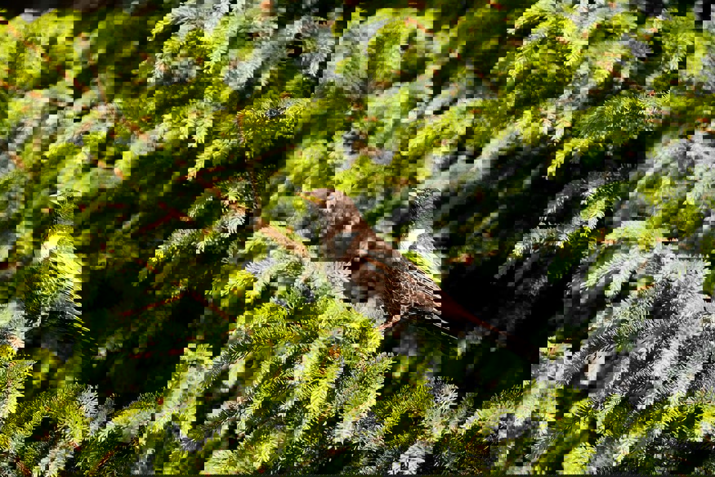 Für die Ringdrossel wird es enger in der Schweiz. Sie steht neu auf der Roten  Liste der gefährdeten Brutvögel und gilt als national prioritäre Art. © Marcel Ruppen