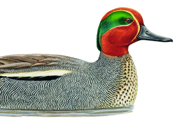 OM 11801 BA OM 11801 BA