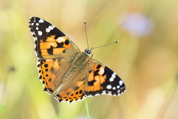 IN Vanessa Cardui RM 190807 D2 1046