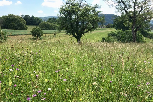 W IMG 7049 W IMG 7049