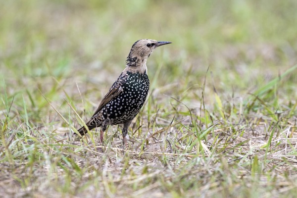 MA Star MG MA Star MG