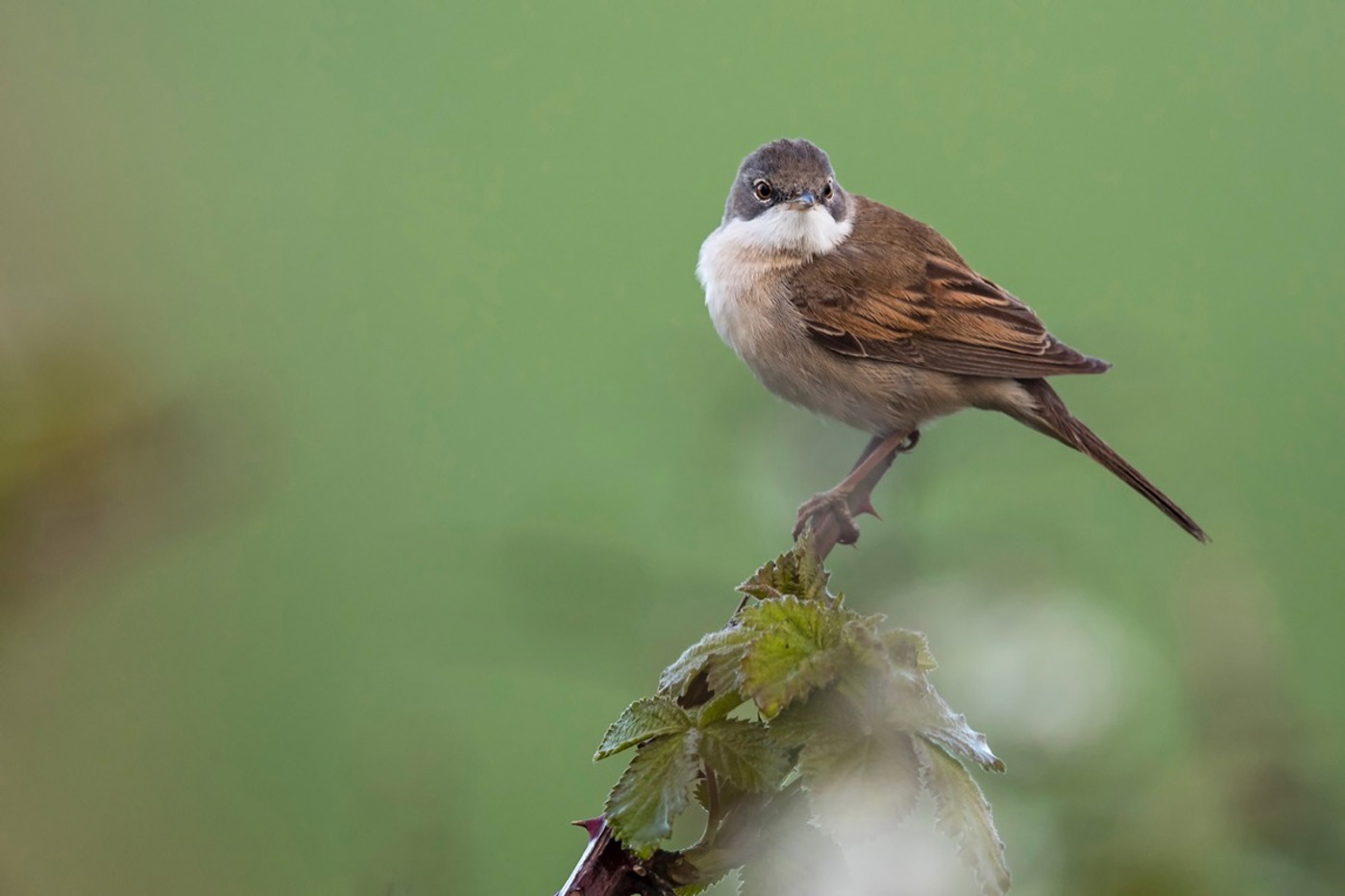 Die Dorngrasmücke liebt Ecken, die aus menschlicher Sicht etwas unaufgeräumt wirken. © Marcel Burkhardt Die Dorngrasmücke liebt Ecken, die aus menschlicher Sicht etwas unaufgeräumt wirken. © Marcel Burkhardt