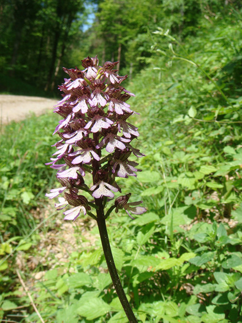 NW Orchidee Cg