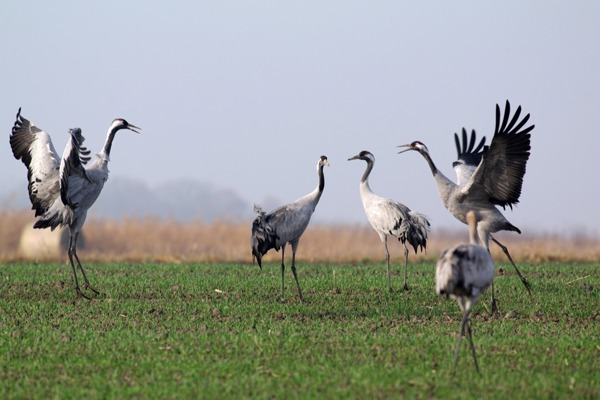 Ungarn Tanz Ungarn Tanz