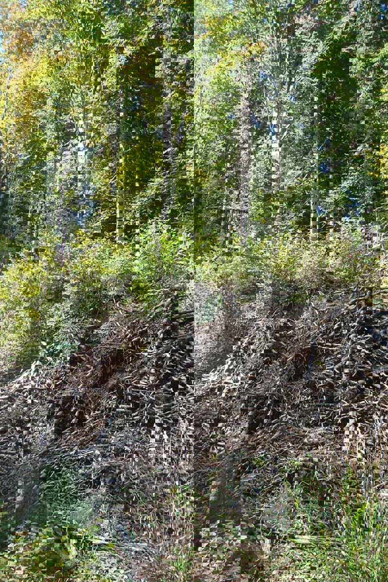 NW Holzhaufen Cg