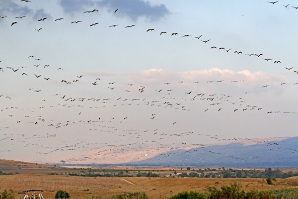 PE Rosapelikane Riftvalley Betshean PE Rosapelikane Riftvalley Betshean