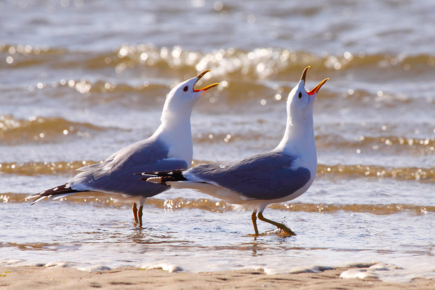 Sturmmoewen Sconradt
