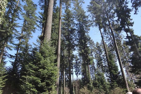 NA Douglasie DSC07917 NA Douglasie DSC07917