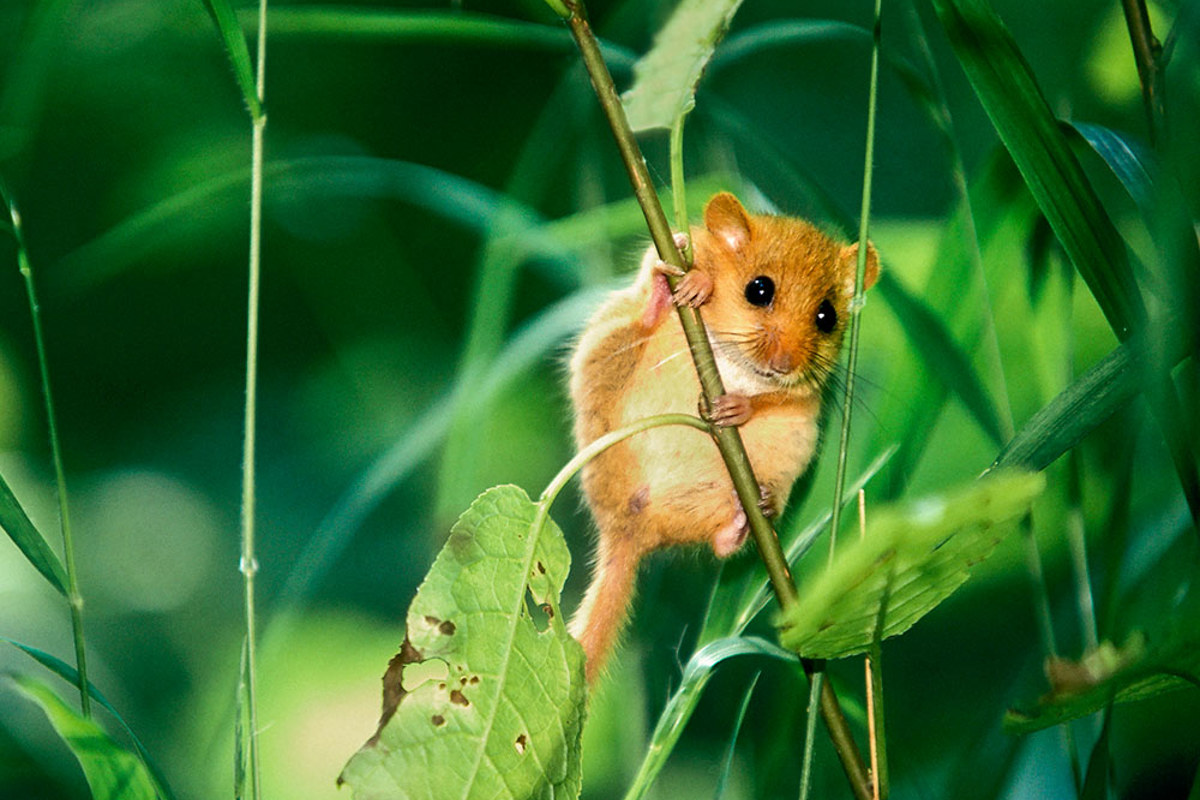 Muscardin Ch0701 06B11