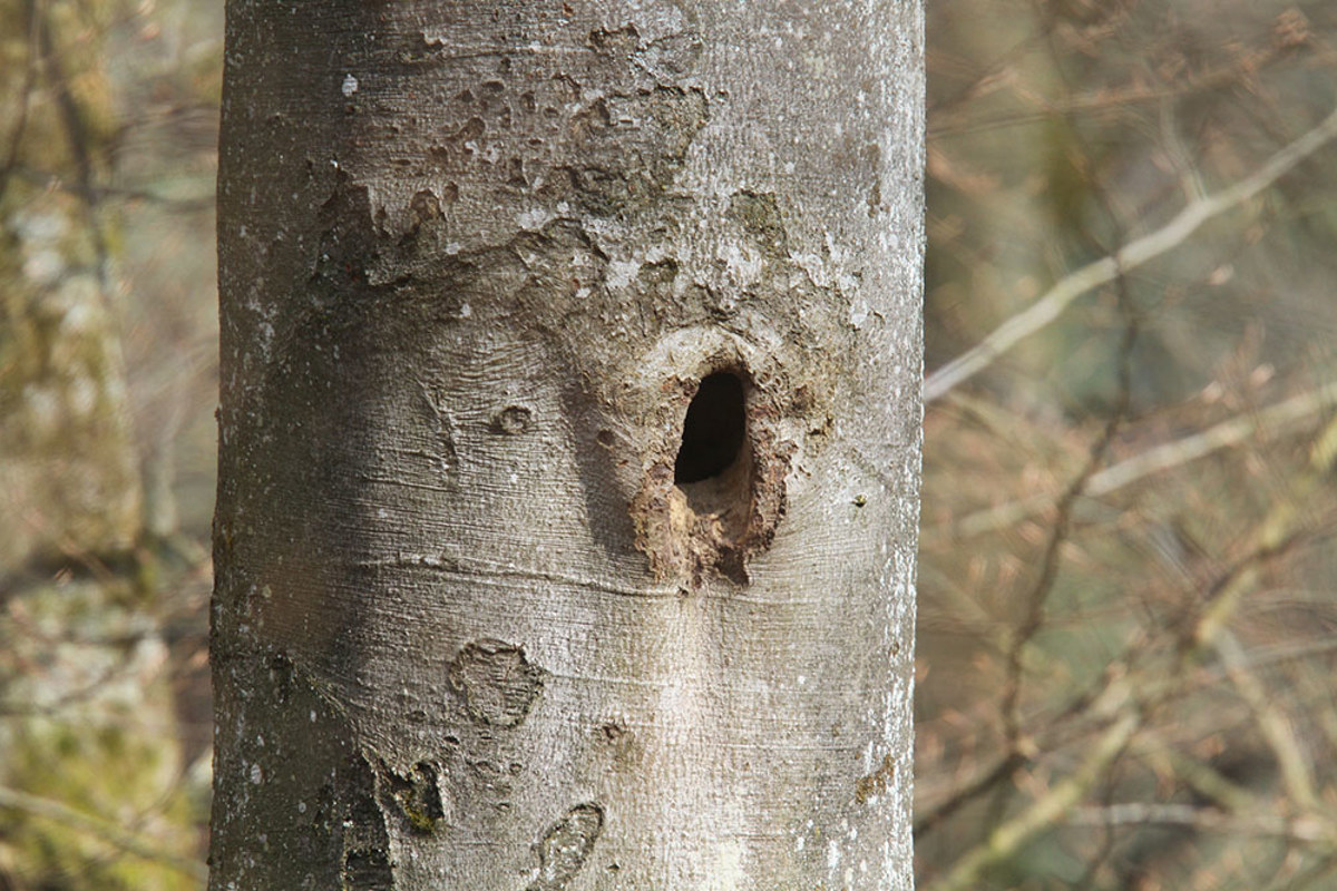 Schwarzspecht Hoehle SVS