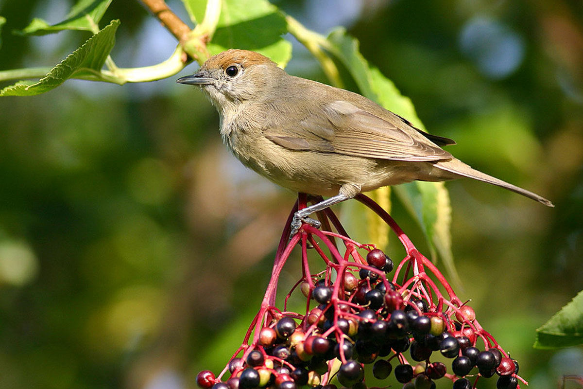 Fauvette Tete Noire Fem CAB