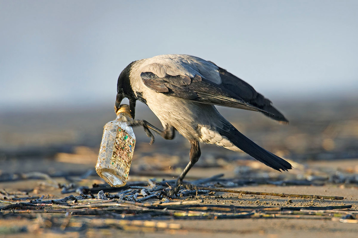 Rabenvögel wie diese Nebelkrähe sind intelligenter als bisher angenommen. Ob dieser Vogel jedoch die Flasche öffnen konnte, ist nicht bekannt. © Markus Varesvuo, naturepl.com