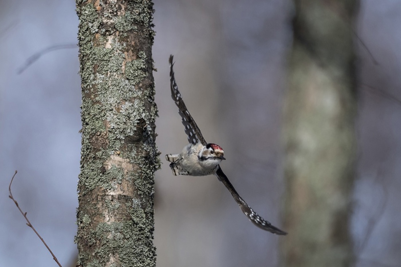 Das Männchen ist an der karminroten Scheitelplatte erkennbar. © Jussi Murtosaari/naturepl.com Das Männchen ist an der karminroten Scheitelplatte erkennbar. © Jussi Murtosaari/naturepl.com