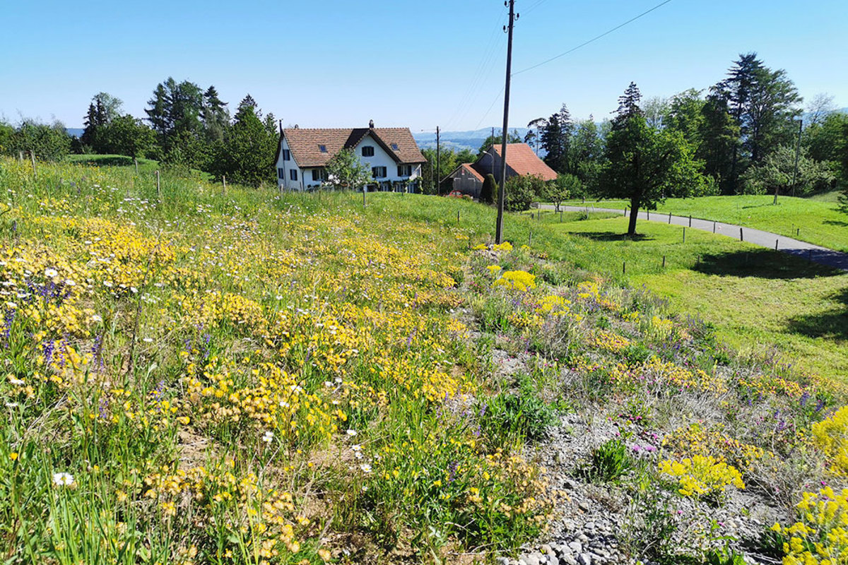 OB IMG 20240514 Ruderal Frühsommer Wolfbühl 2 Edit Kopie