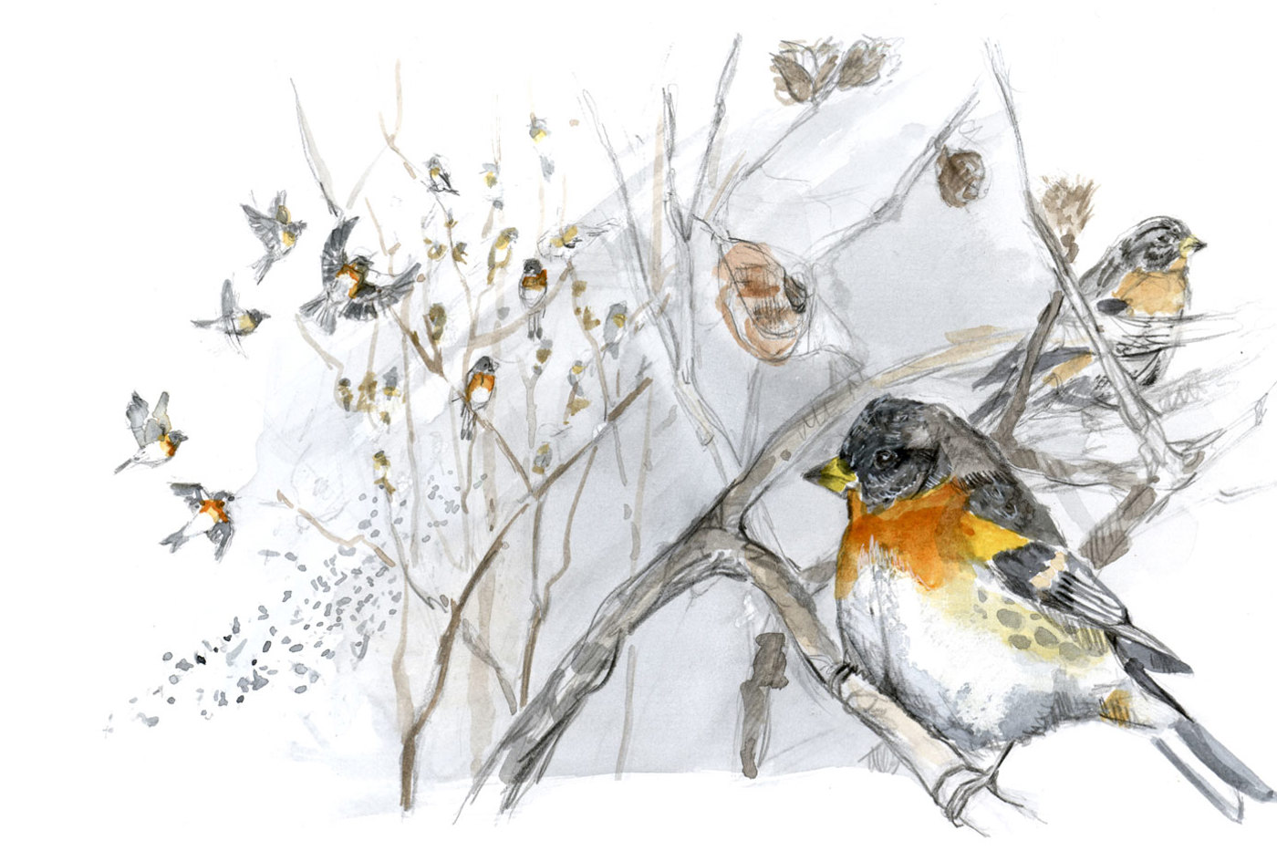 © Maeva Arnold © Maeva Arnold