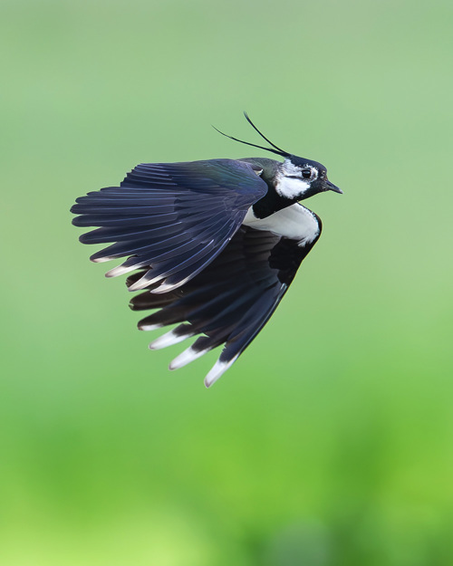 Kiebitz 5Y3A0079