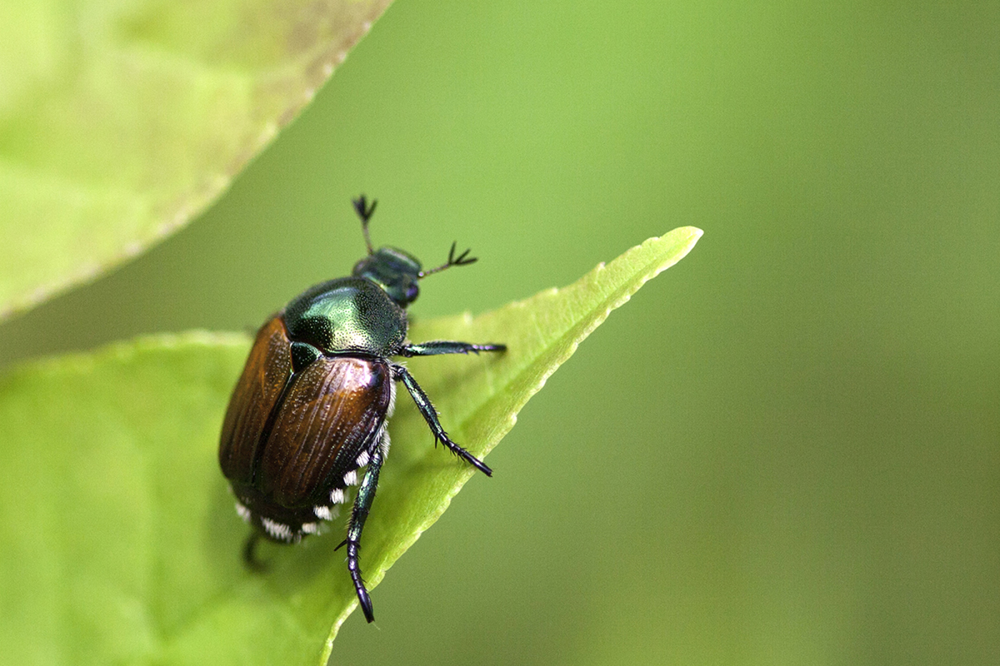 Der Japankäfer wurde bereits in rund der Hälfte der Kantone nachgewiesen. © iStock
