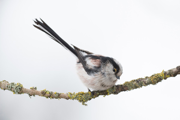 SM Aufhaenger Cmarti SM Aufhaenger Cmarti