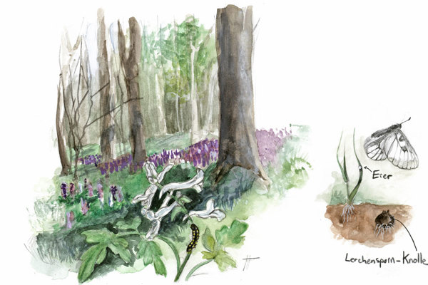 S Corydalis Cava 4 2 Edit Kopie S Corydalis Cava 4 2 Edit Kopie