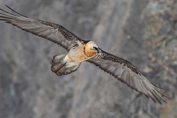 NA Bartgeier Burkhardt Marcel 075 NA Bartgeier Burkhardt Marcel 075