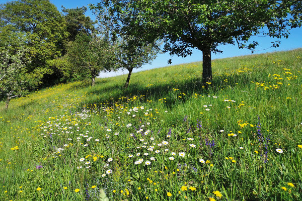OB IMG 20240514 Streifenansaat Wolfbühl Kopie OB IMG 20240514 Streifenansaat Wolfbühl Kopie