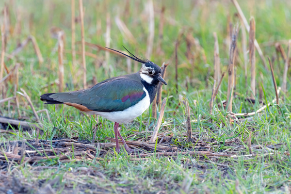 KI Kiebitzdsc 3654 NEF Dxo Deepprimexd 09. März 2023 16 57 32 Kopie