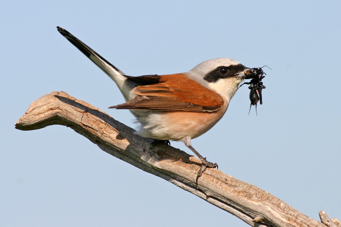 Von hier aus wird nach Beute Ausschau gehalten: Neuntöter brauchen Sitzwarten für die Ansitzjagd. © Mathias Schäf Von hier aus wird nach Beute Ausschau gehalten: Neuntöter brauchen Sitzwarten für die Ansitzjagd. © Mathias Schäf