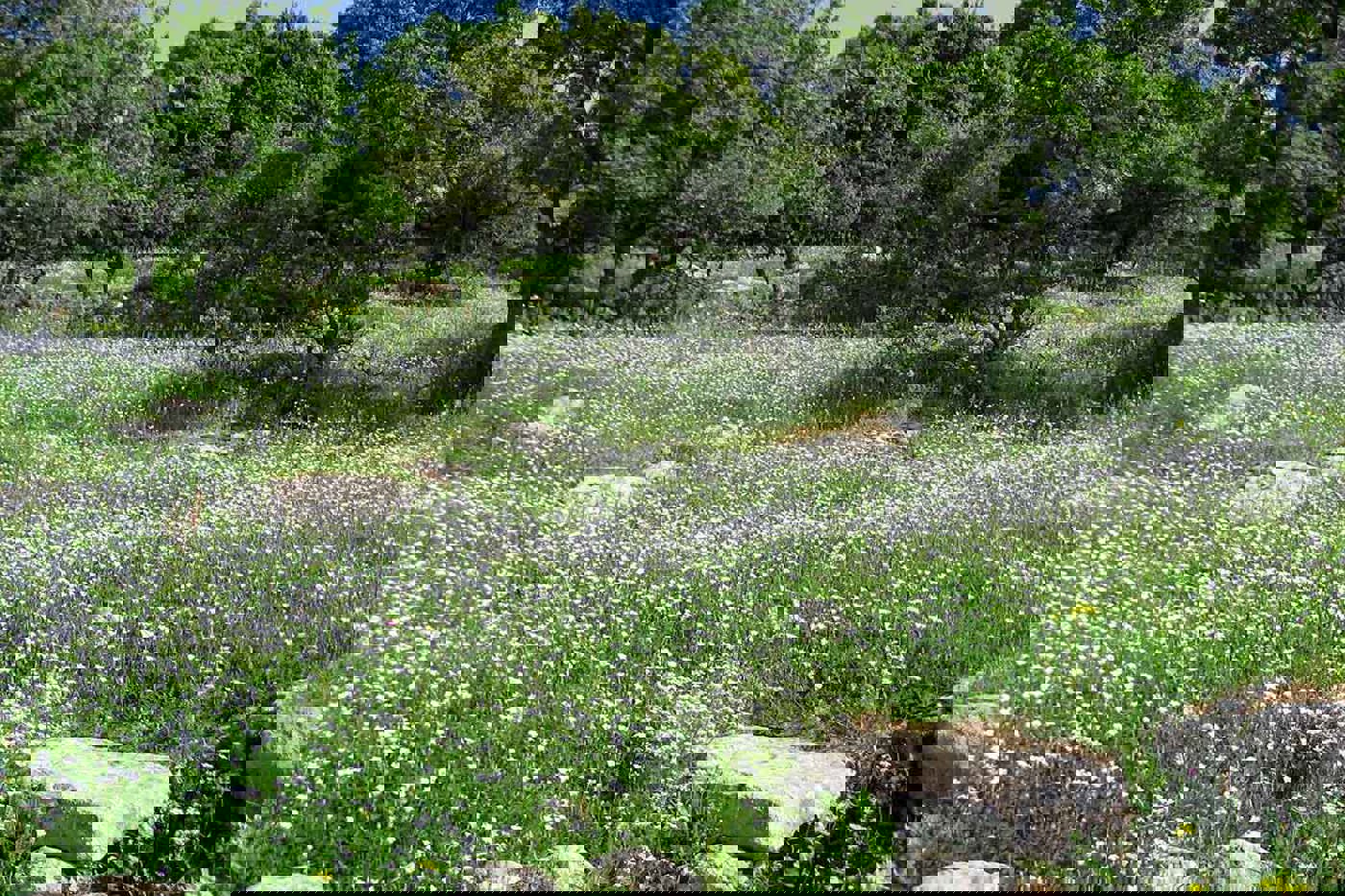 Attraktive Lebensräume für Mittelspecht, Rotkopfwürger und Zaunammer: die Olivenhaine auf Lesbos. © Gerdy Gfeller-Hettich