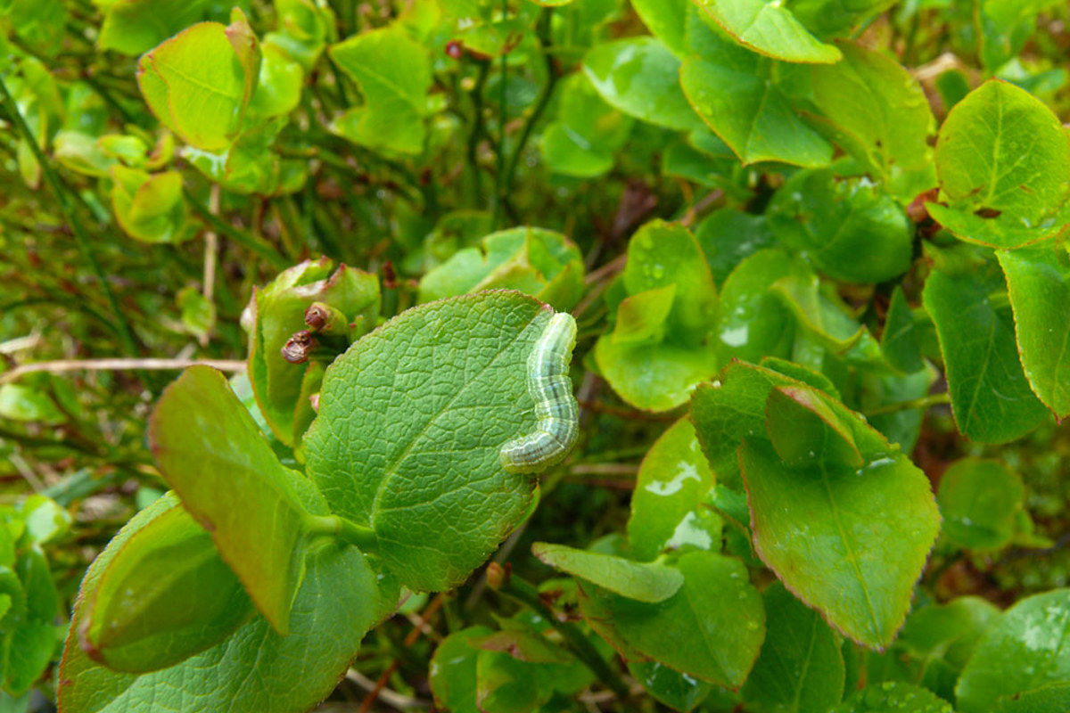 Auerhahn Raupe Heidelbeere Rolandgraf P1130123